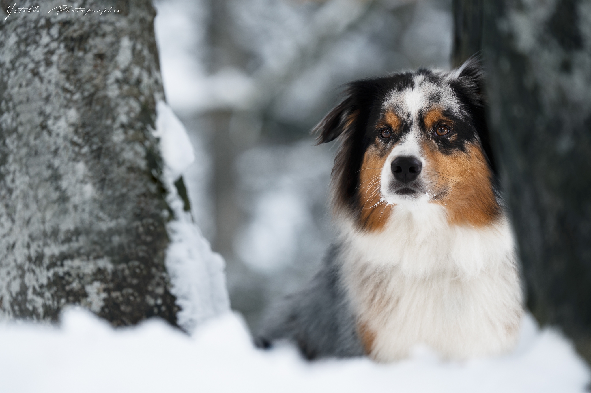 Photographie Chien Prestations