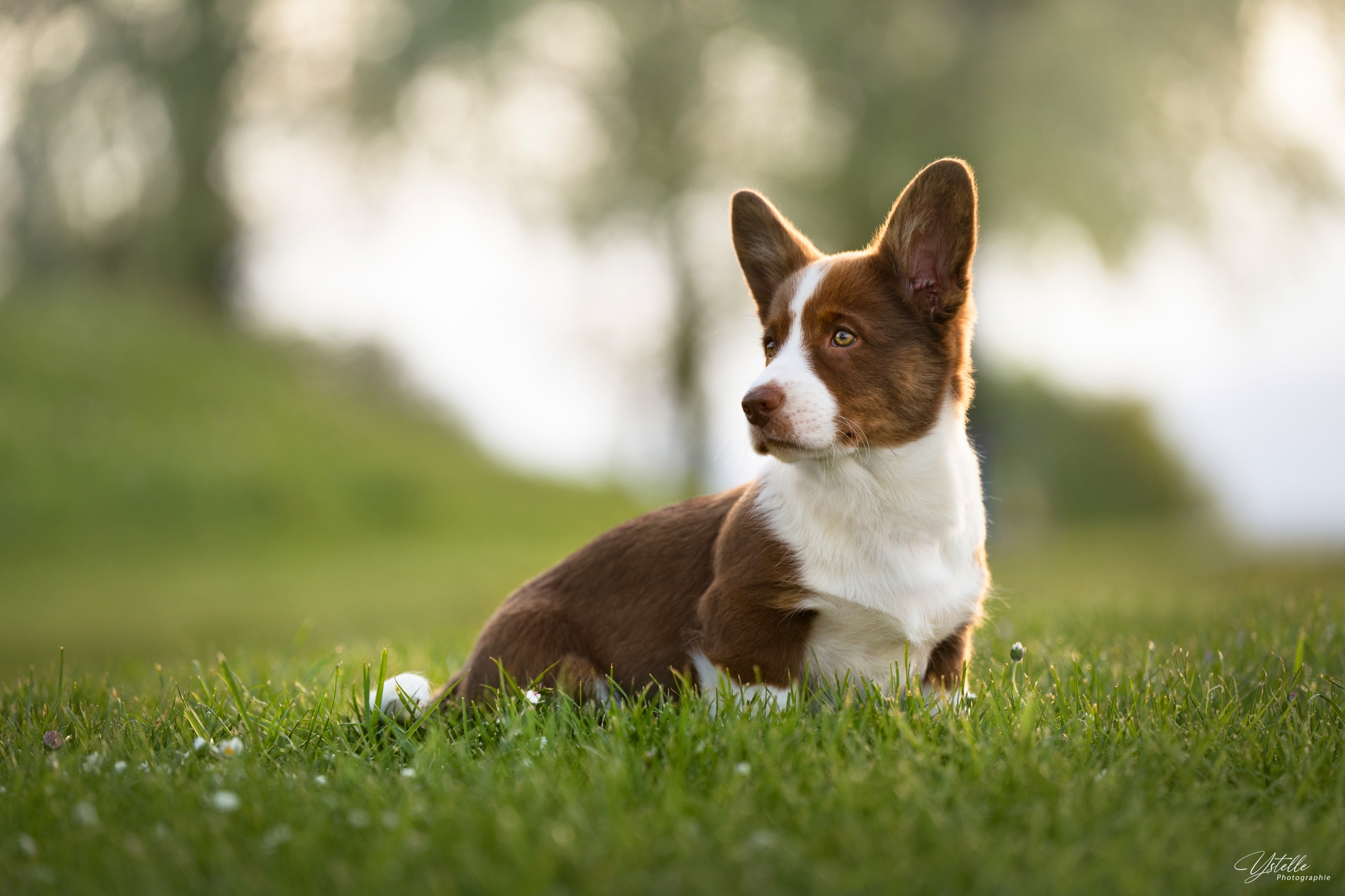 Photographie Chien Prestations