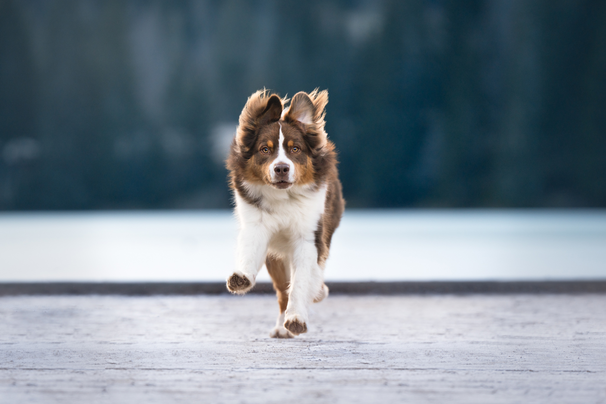 Photographie Bon Cadeau