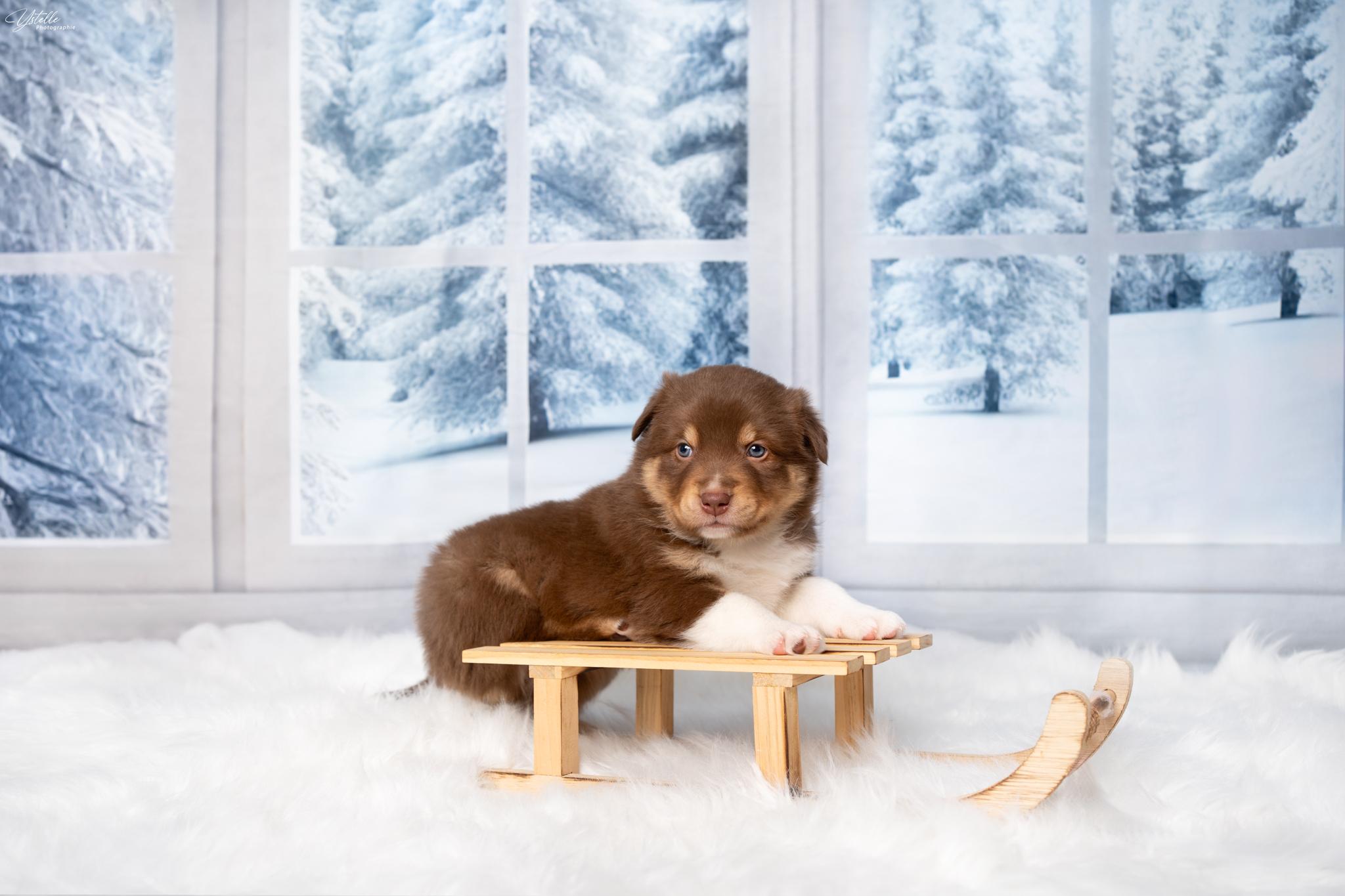 Ystelle Photographie Chiot Berger Américain Miniature