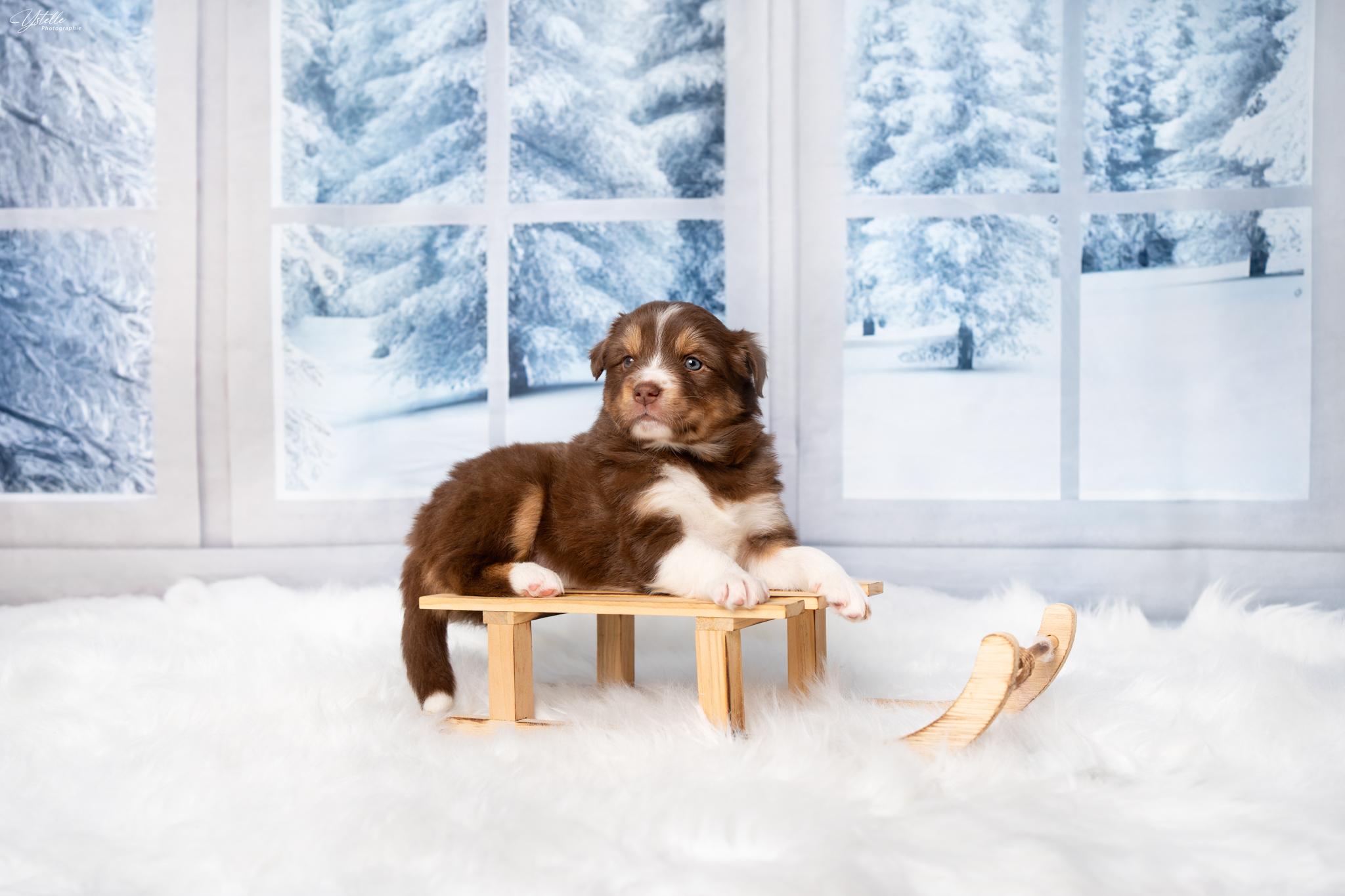 Ystelle Photographie Chiot Berger Américain Miniature