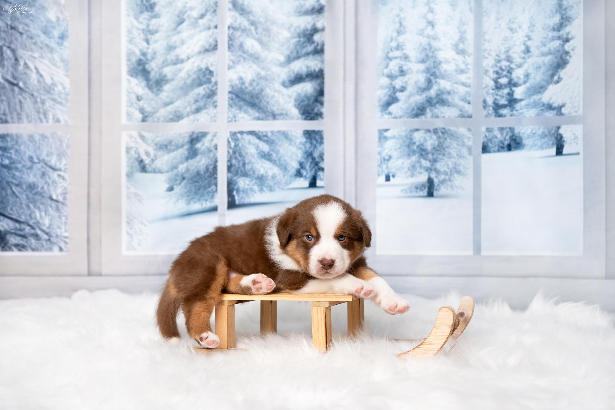 Ystelle Photographie Chiot Berger Américain Miniature