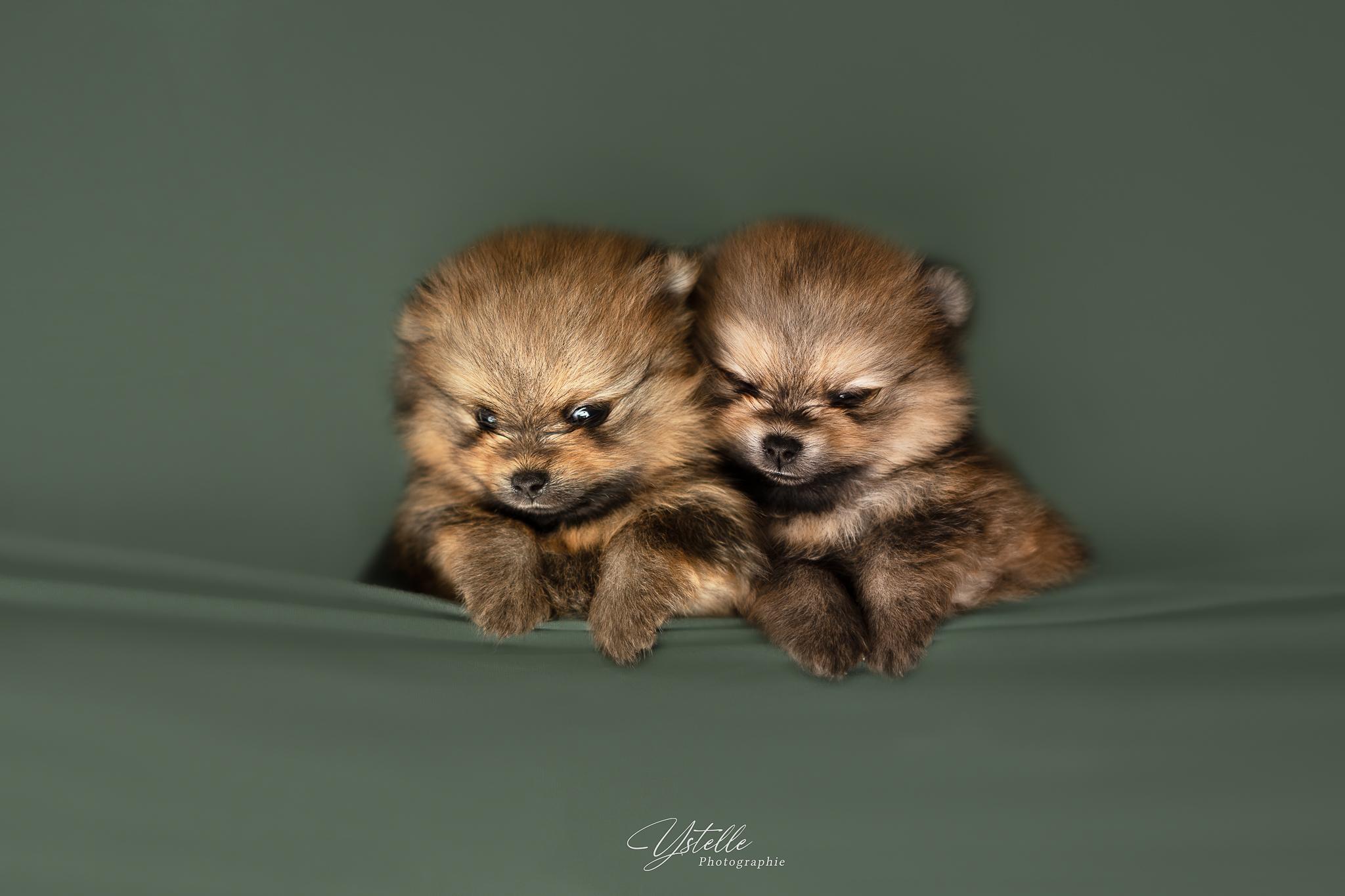 Ystelle Photographie Chiot Spitz