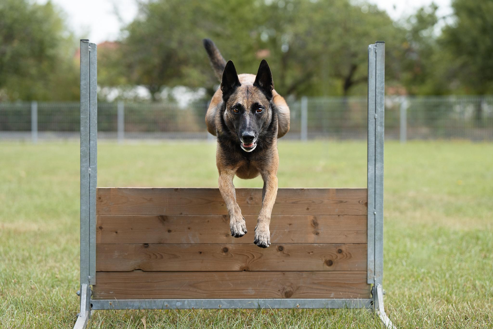 Ystelle Photographie Séance Agility